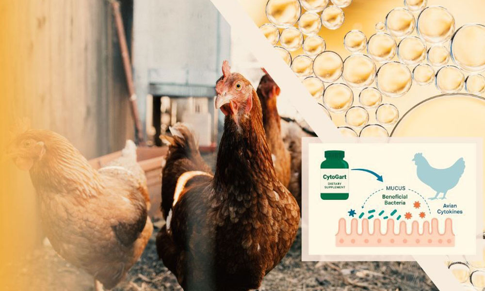 تولید نخستین مکمل آشامیدنی برای تقویت سیستم ایمنی مخاطی طیور در ایران و خاورمیانه